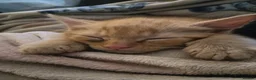 Mixed Breed cats for sale: 3 male kittens  - Advert 7