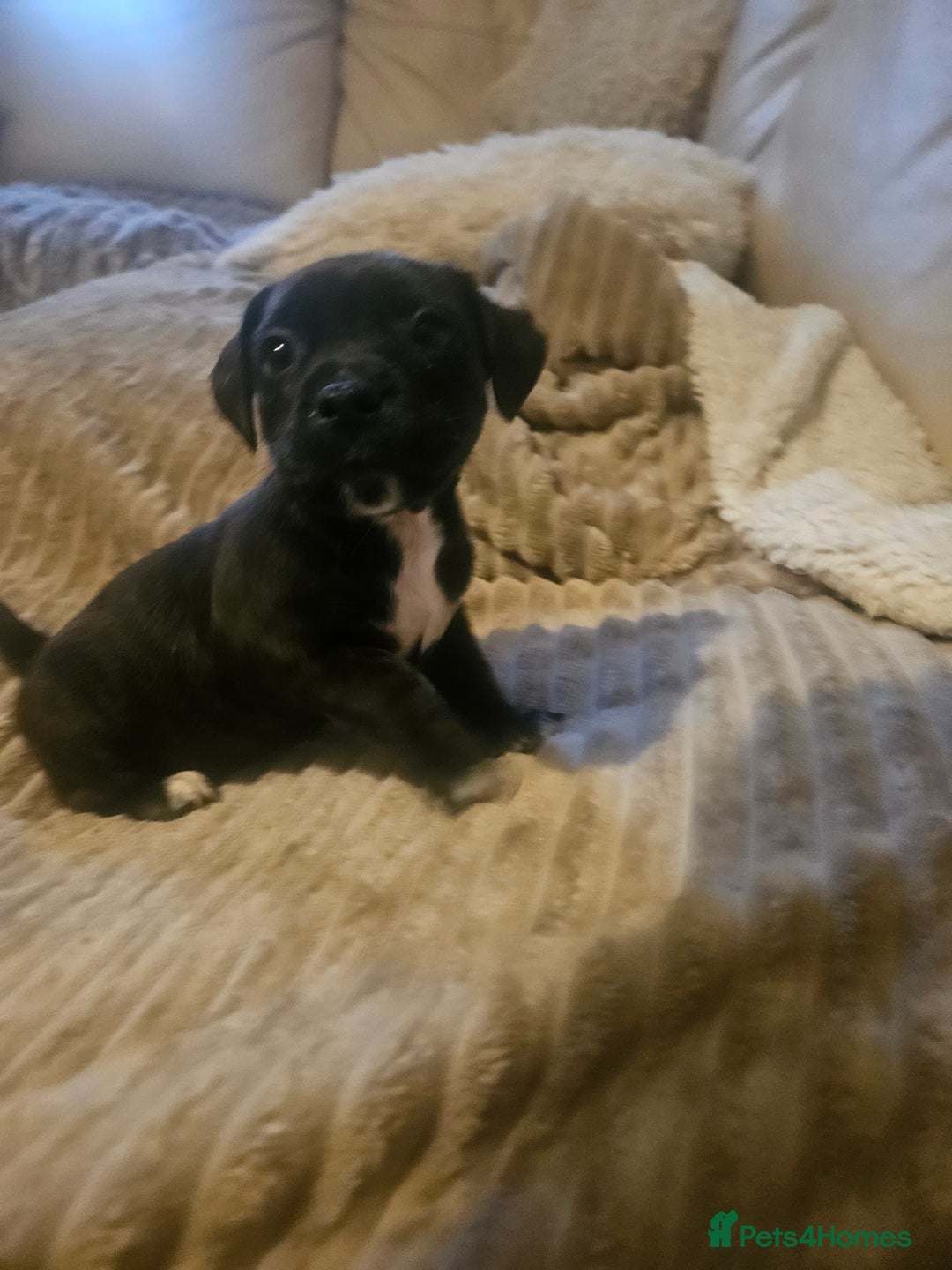Mixed Breed dogs for sale: Staffy cross jacksui - Advert 19