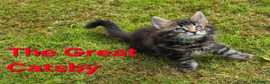 Maine Coon 3 The Great Catsby 