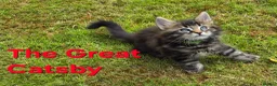 Maine Coon cats for sale: Beautiful maine coon kittens  - Advert 14