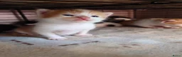 Mixed Breed cats for sale: Friendly Farm Kittens - Advert 5