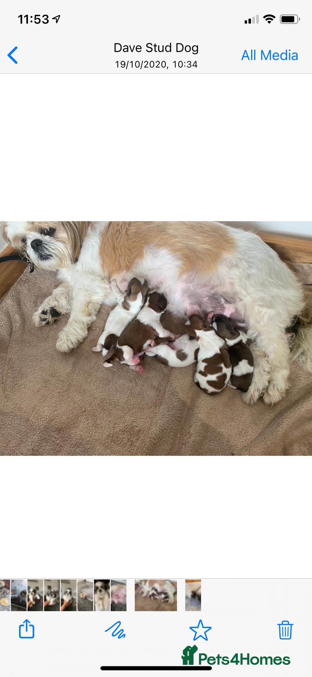 Shih Tzu dogs for stud: KC registered stud dog in Cullompton - Advert 23