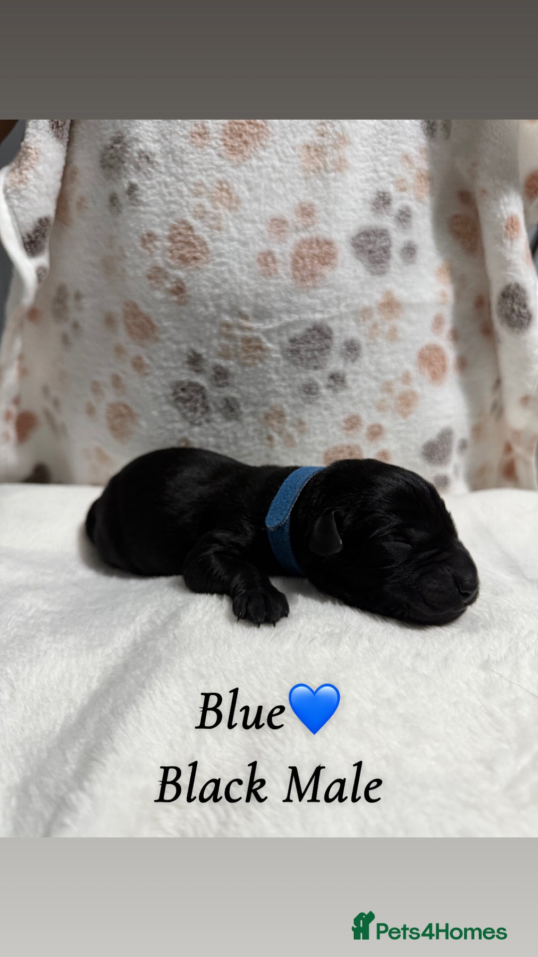 Labrador Retriever dogs for sale: Labrador puppies  - Image 3