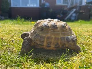 Tortoise reptiles Horsefield Tortoise & Set up - Advert 1
