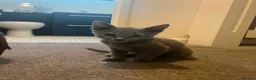 Russian Blue cats for sale: Championship and GCCF Russian blue kittens - Advert 2