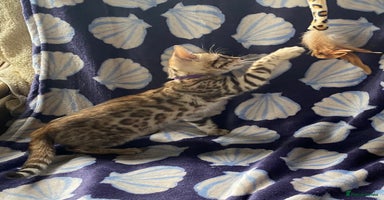 Bengal cats - Advert 4