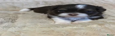 Shih Tzu 1