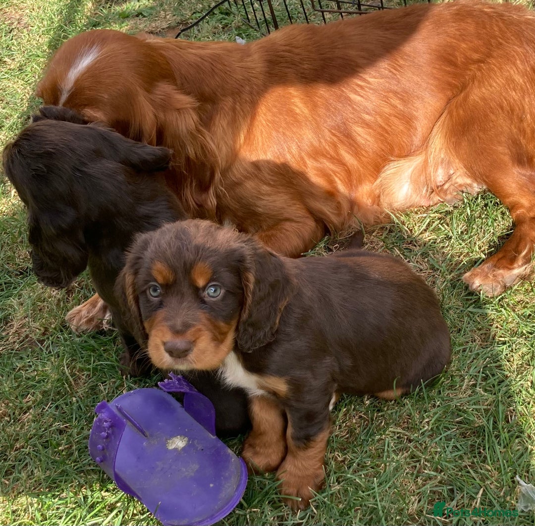 Cocker Spaniel dogs for sale: Full of character  - Image 9