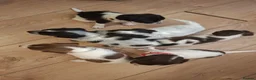 Mixed Breed dogs for sale: Jackapoos  - Advert 9