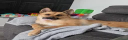 Mixed Breed dogs for stud: Belgian malinois X shep in Glasgow - Advert 3