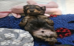 Dachshund dogs for sale: Standard long haired dachshunds  - Advert 5