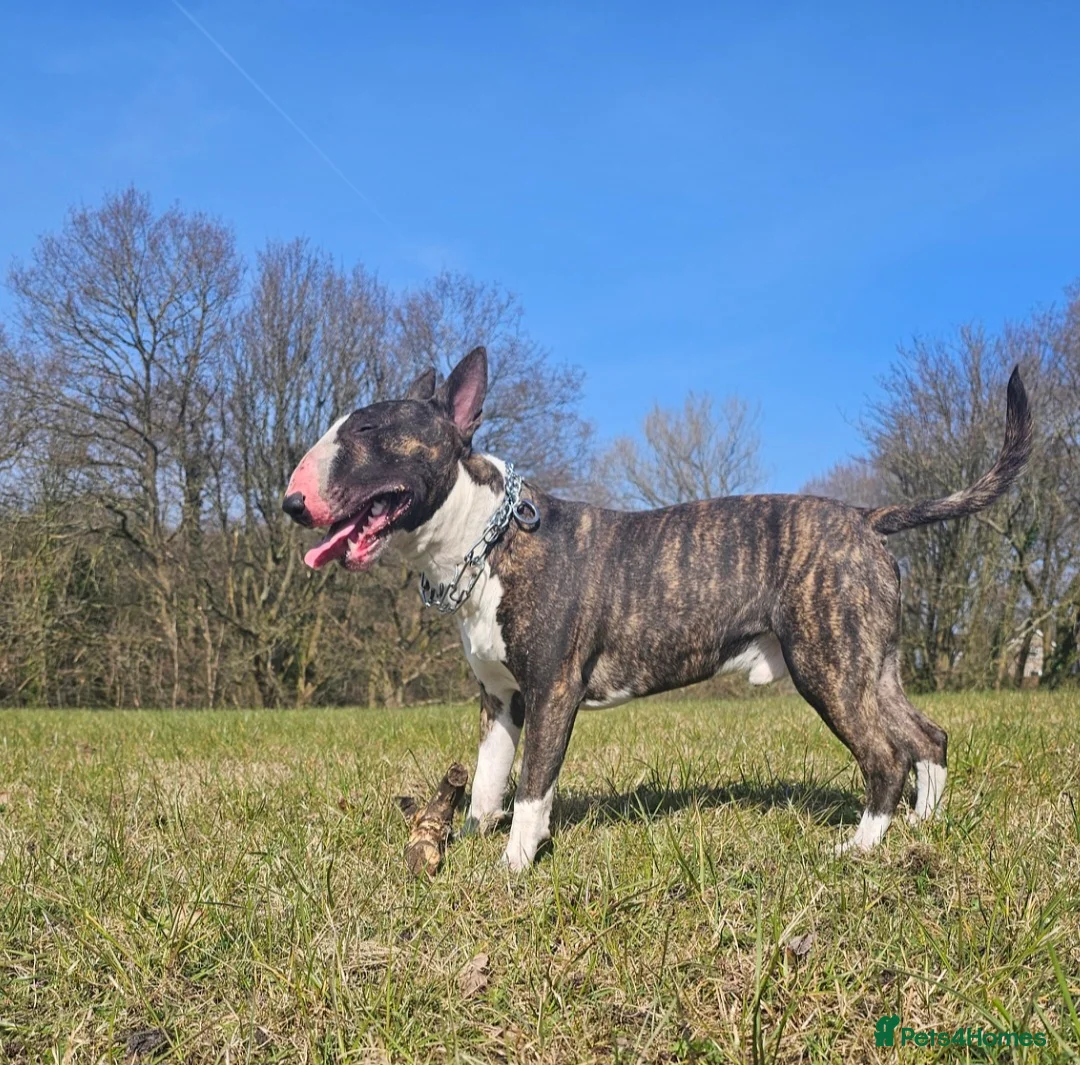 English Bull Terrier dogs for stud: English bull terrier  - Advert 4
