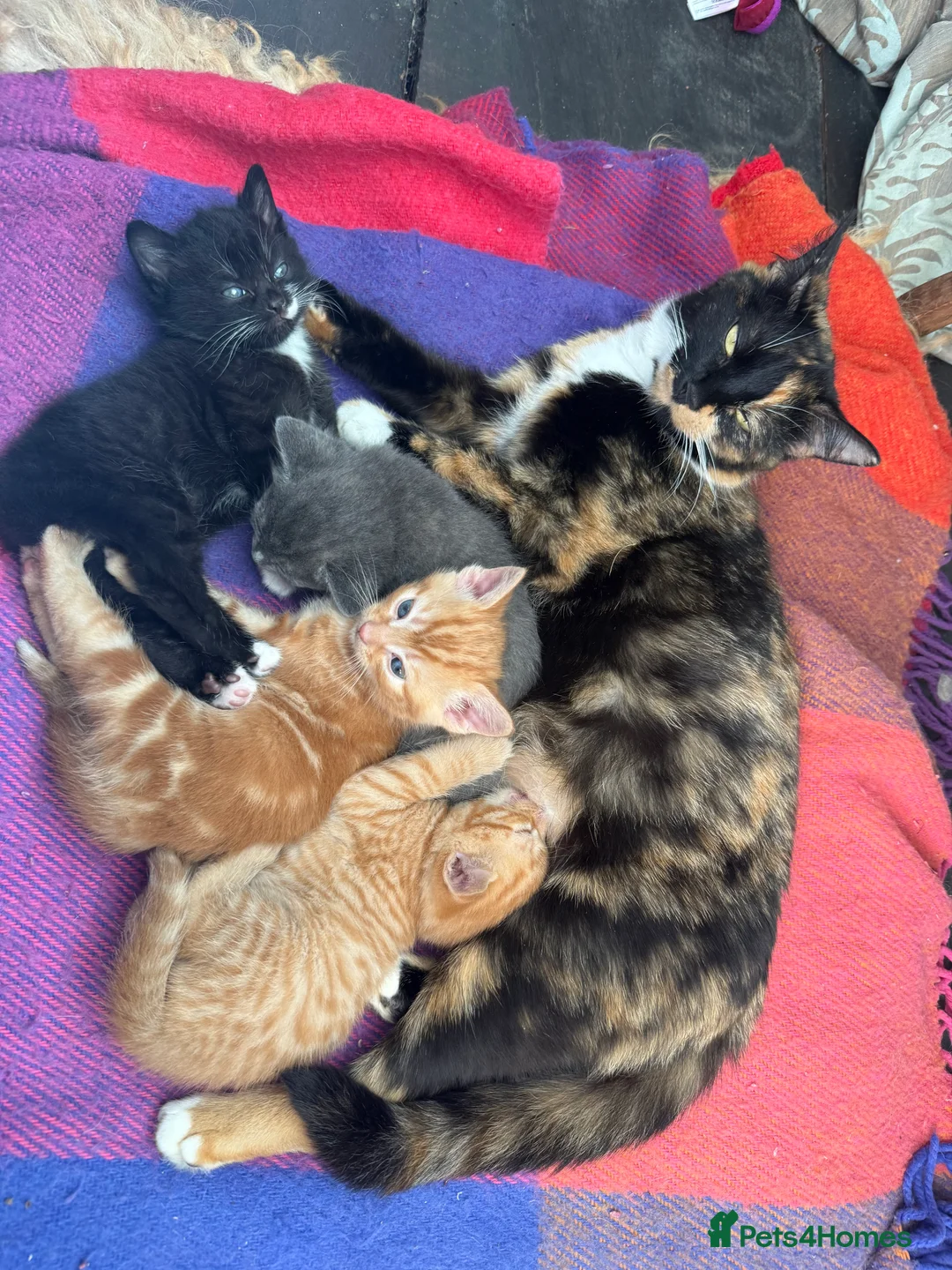 British Shorthair cats for sale: Kittens for sale in Westbury - Advert 2