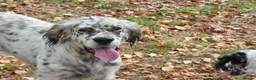 English Setter dogs for adoption: Bimba in Blaydon-on-Tyne - Advert 6