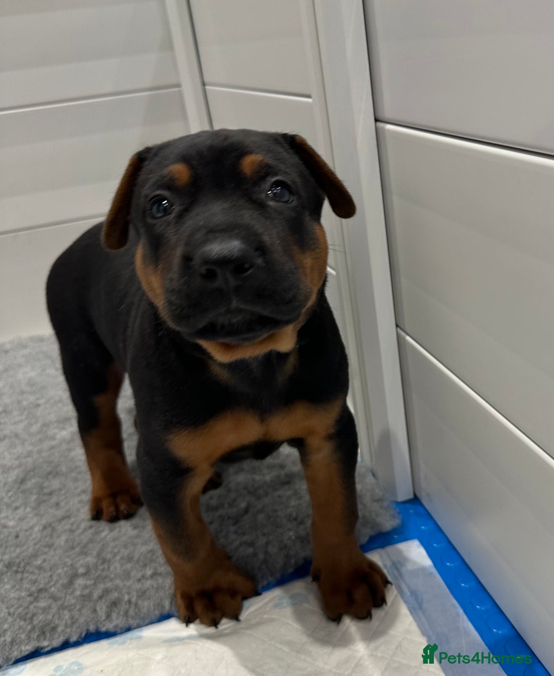 Mixed Breed dogs for sale: Pure breed Chinese red dog puppies/Laizhou Hong - Image 27