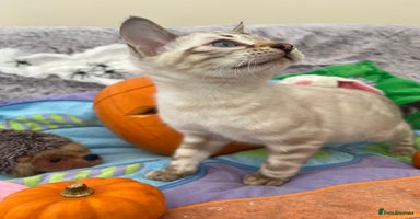 Bengal cats - Advert 8