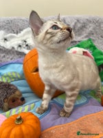 Bengal cats - Advert 7