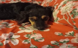 Mixed Breed dogs for adoption: Meet Sweet KATIA !  She needs a new Loving HOME... - Image 12
