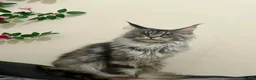 Maine Coon cats for sale: Beautiful Female Maine Coon Cat Looking for a Home - Advert 4