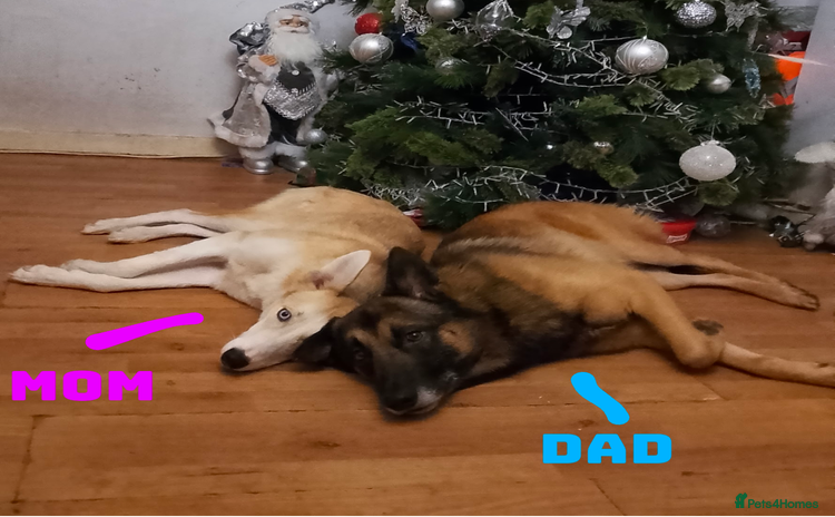 Shepsky dogs - Advert 1
