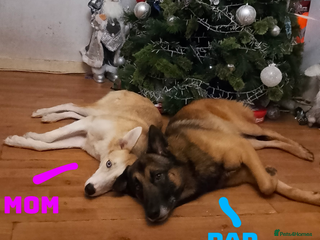 Shepsky dogs - Advert 1
