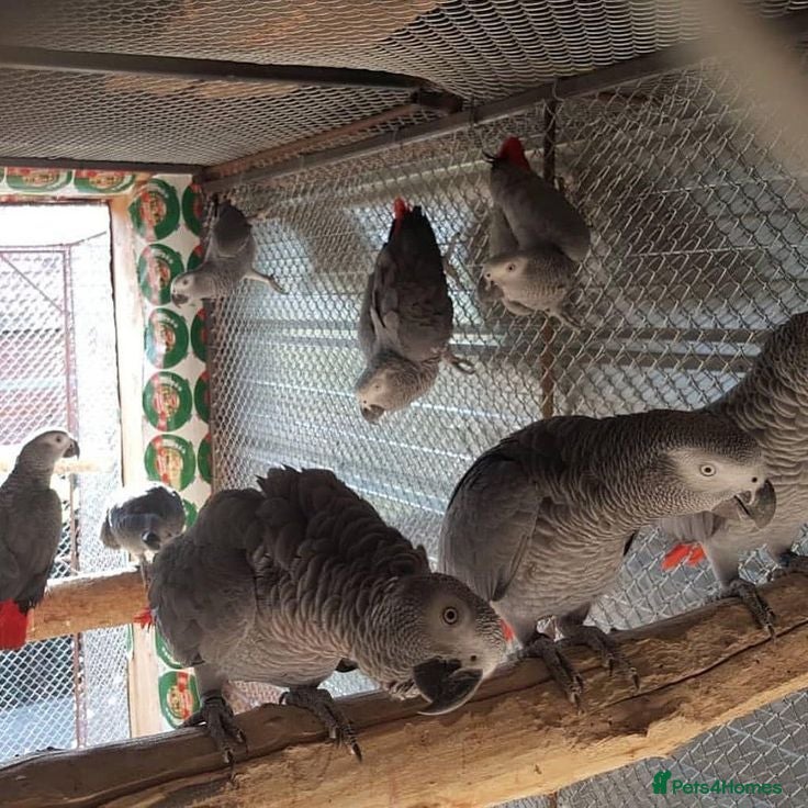 Parrots birds Amazing African gray parrots available  - Advert 1