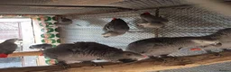 Parrots birds for sale: Amazing African gray parrots available  in Manchester - Advert 1