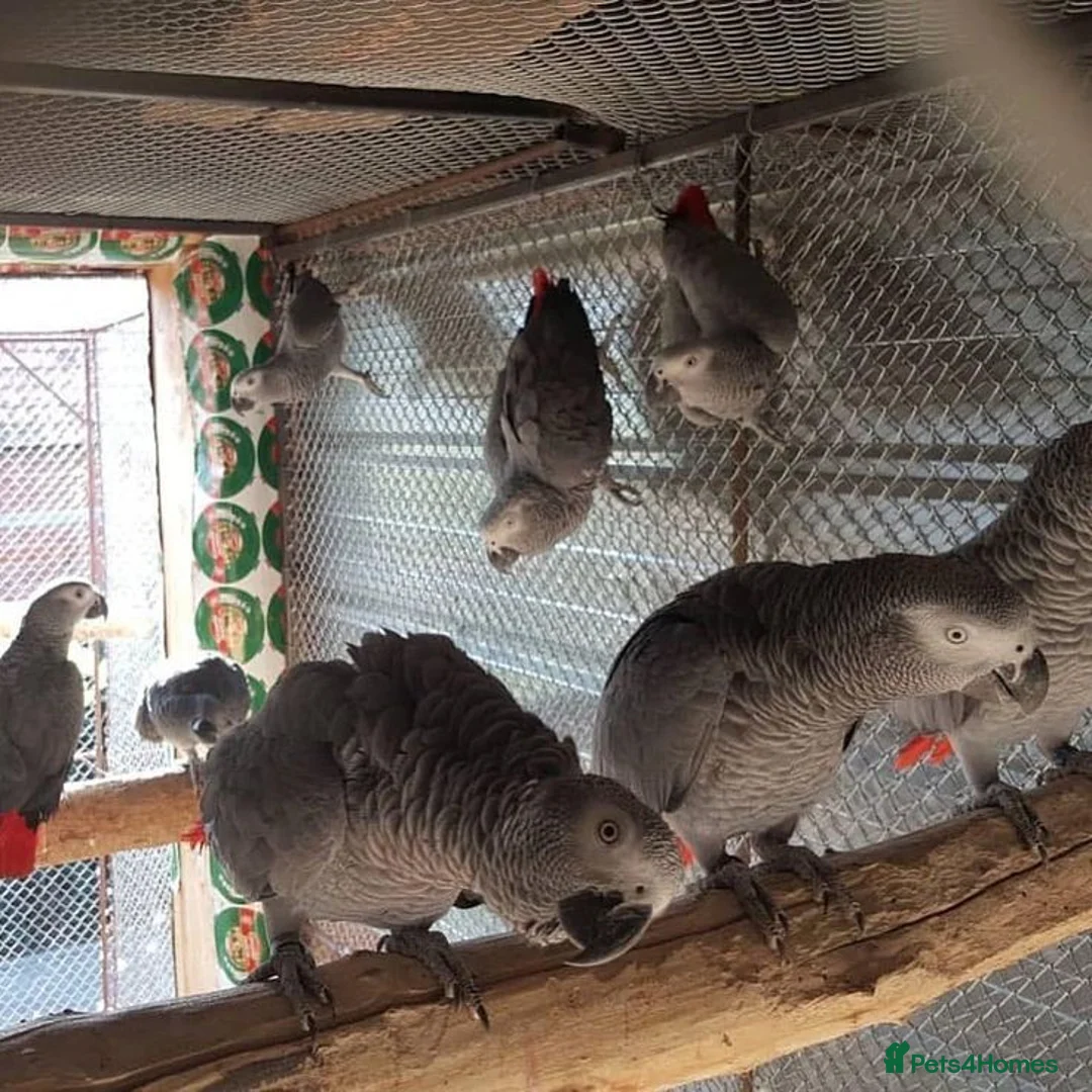 Parrots birds for sale: Amazing African gray parrots available  in Manchester - Advert 1