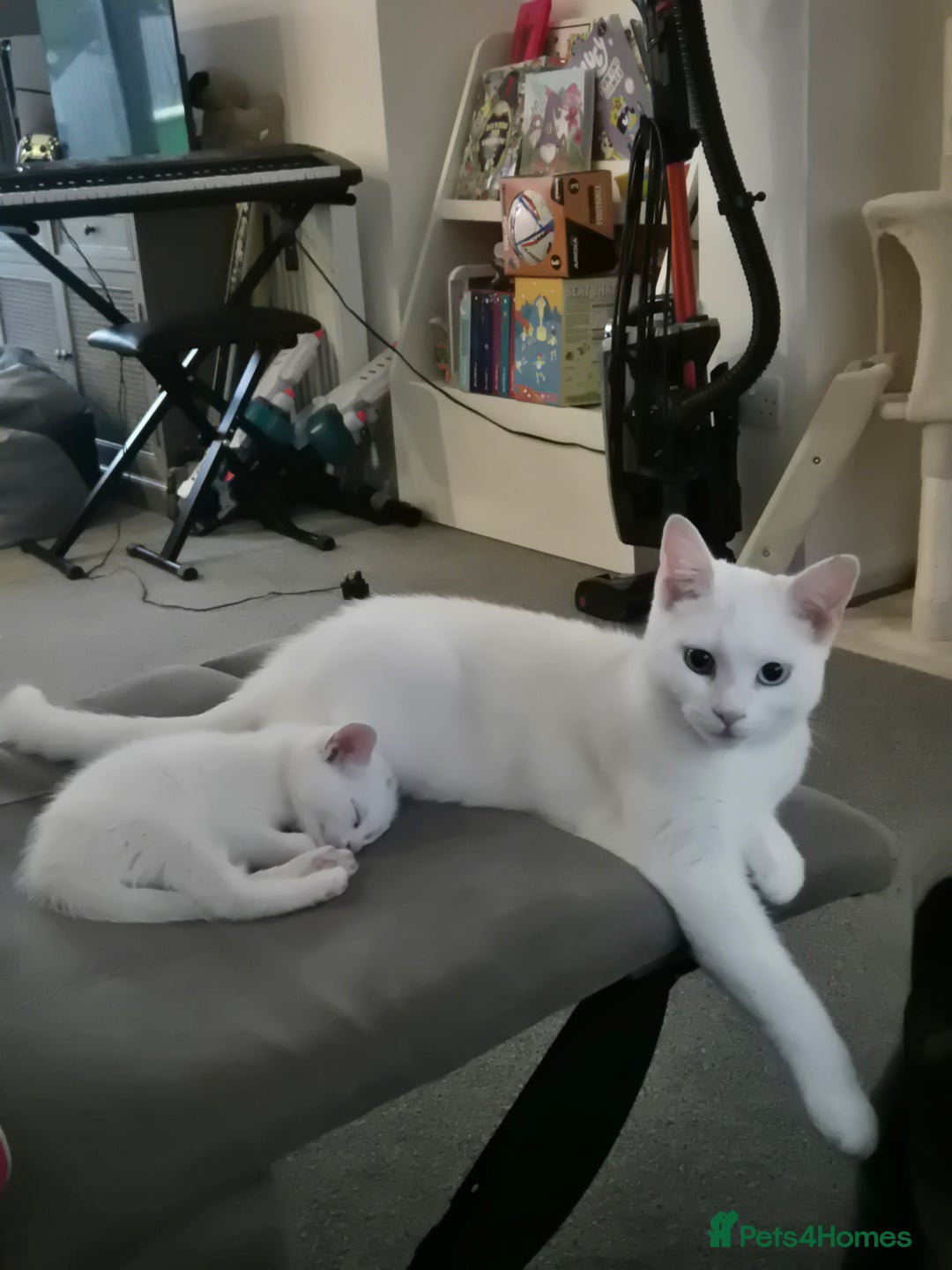Domestic Shorthair cats for sale: 4 beautiful kittens   - Image 2