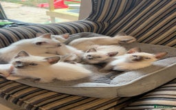 Ragamese cats for sale: Beautiful Ragamese kittens ❤️ - Image 2