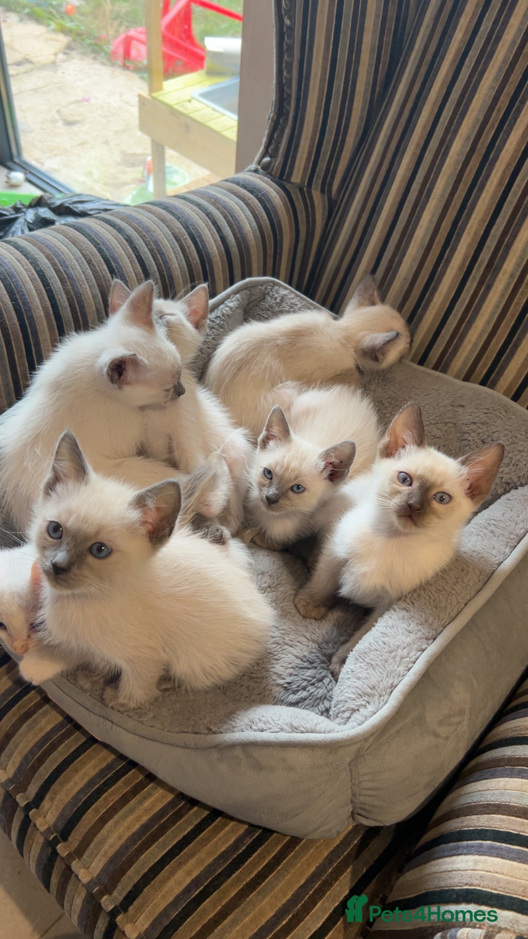 Ragamese cats for sale: Beautiful Ragamese kittens ❤️ - Image 2