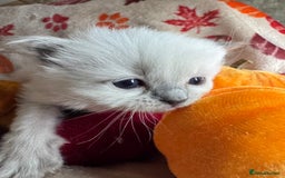 Ragdoll cats for sale: 🏆 gccf ragdoll grand champion kittens 🏆 - Image 11