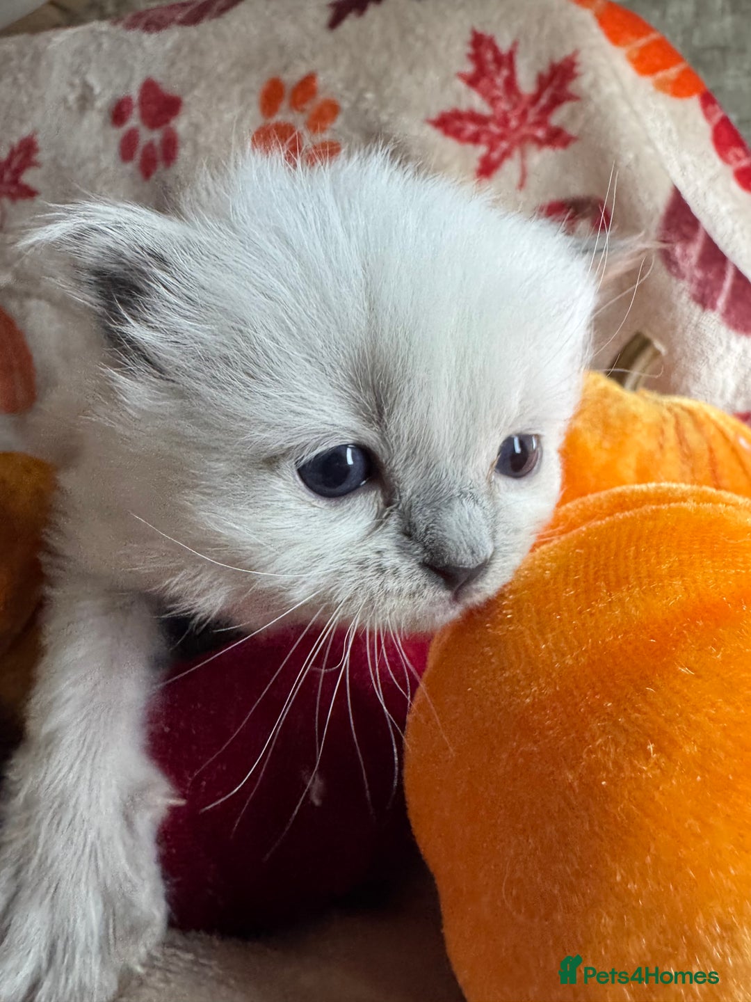 Ragdoll cats for sale: 🏆 gccf ragdoll grand champion kittens 🏆 - Image 11