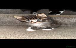 Maine Coon cats for sale: 1 female, 1 male ready for their forever home - Image 1