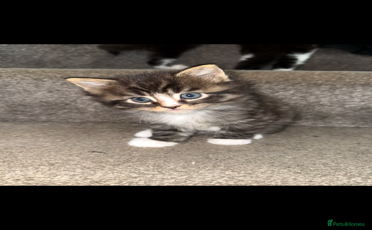 Maine Coon cats - Advert 11