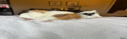 Guinea Pig rodents for sale: Gorgeous Guniea Pigs  - Advert 12