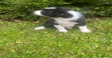 Border Collie dogs - Advert 4