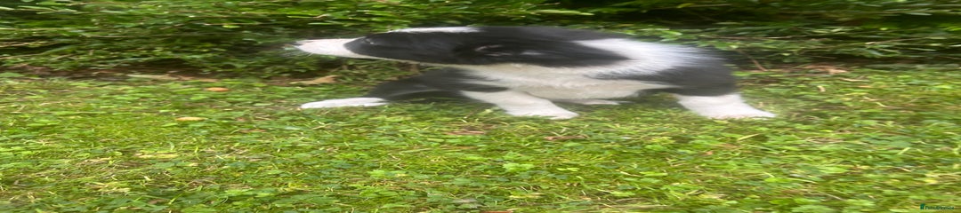 Border Collie Puppy 6