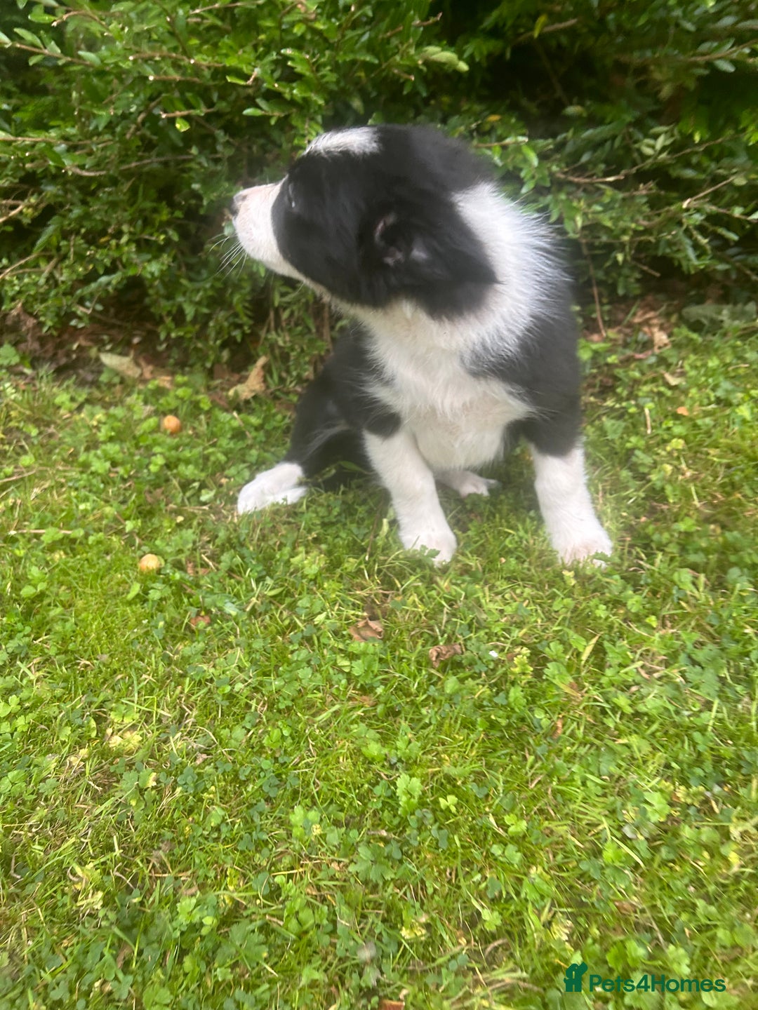 Border Collie dogs for sale: Gorgeous Collie pups - Image 3