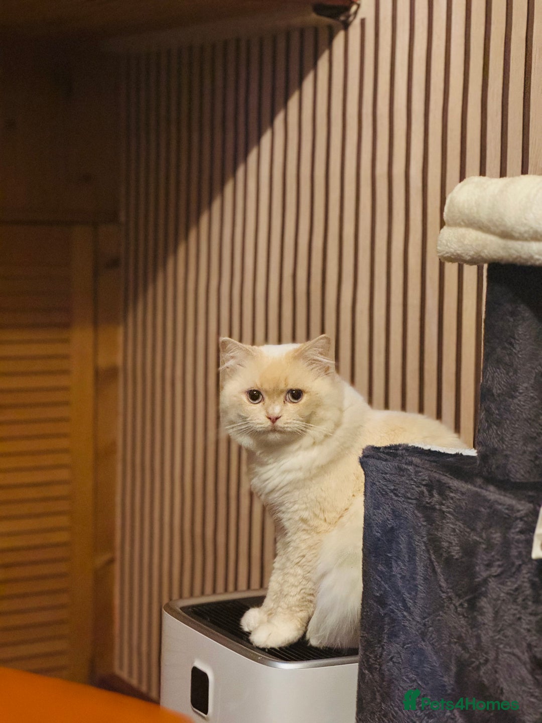 Mixed Breed cats for sale: Scottish mix male cat - Advert 2