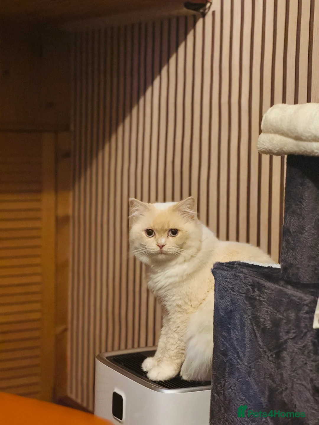 Mixed Breed cats for sale: Scottish mix male cat - Advert 2