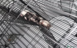 Rat rodents for sale: Fancy rats  - Image 3