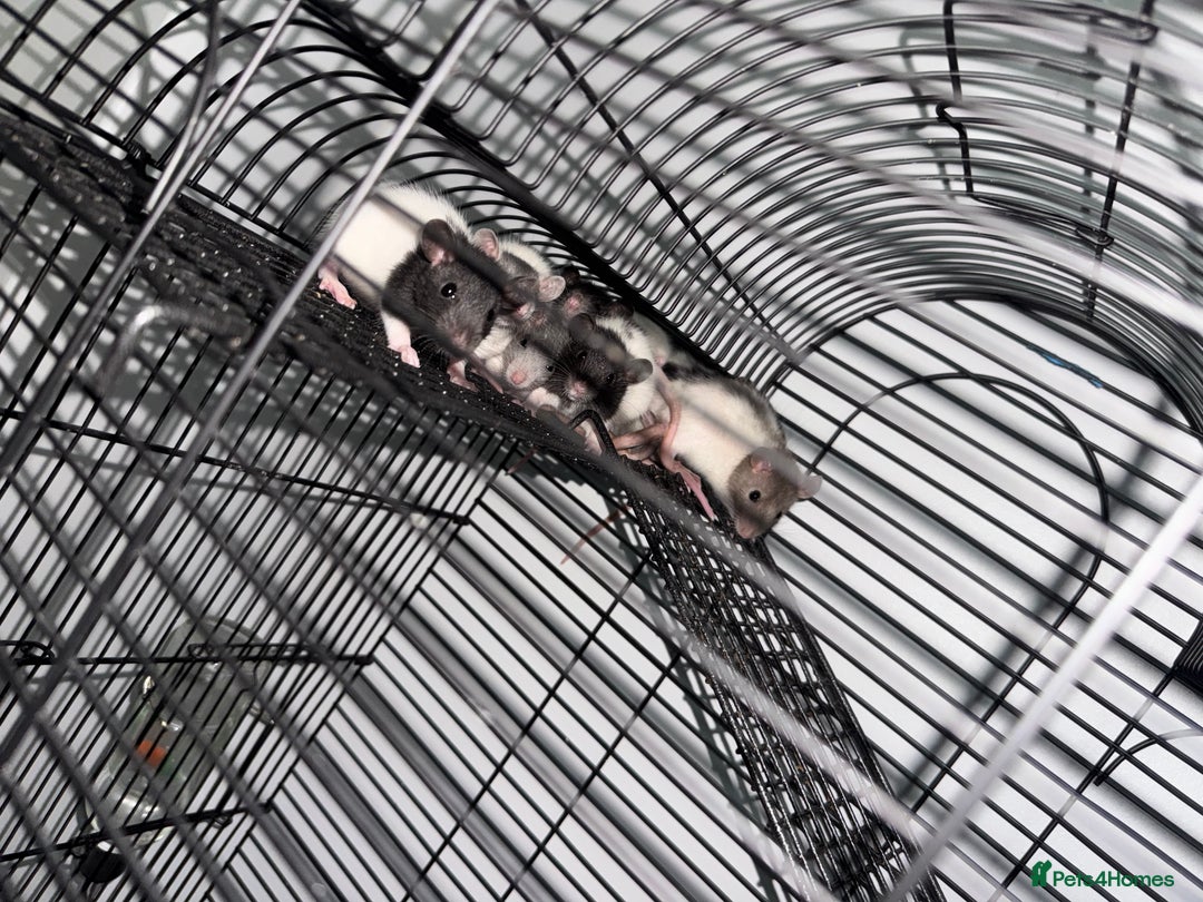 Rat rodents for sale: Fancy rats  - Image 3