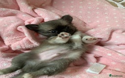 Chihuahua dogs for sale: Adorable semi long coat chihuahua puppies - Image 14