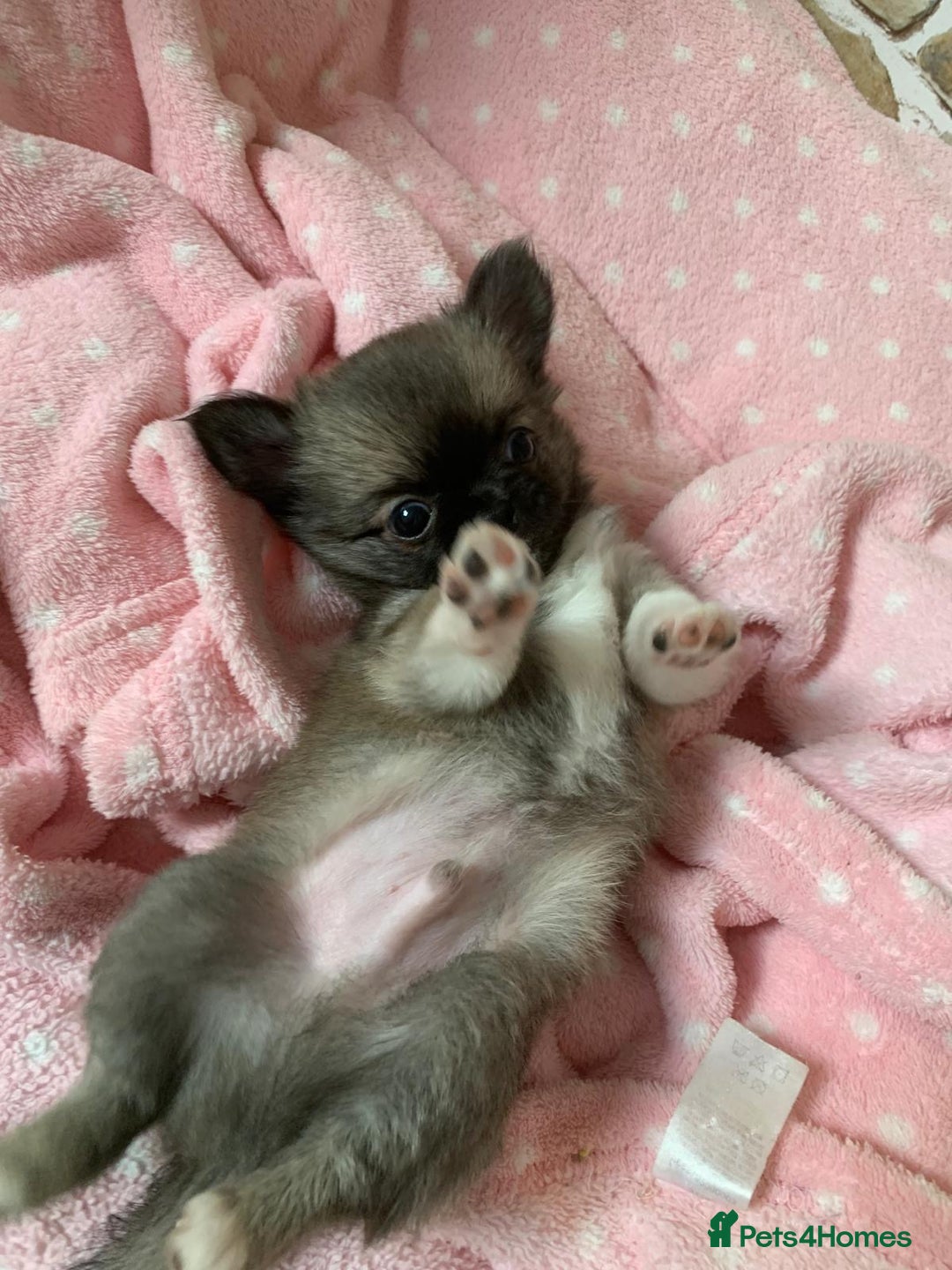 Chihuahua dogs for sale: Adorable semi long coat chihuahua puppies - Image 14