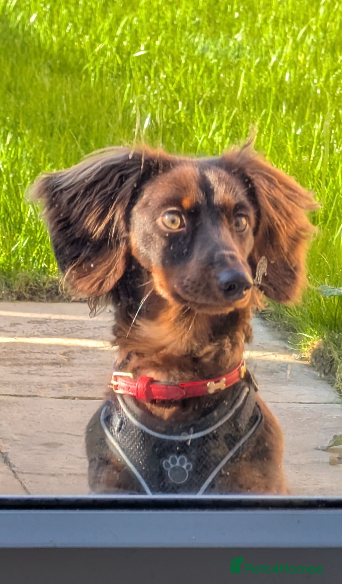 Miniature Dachshund dogs Kc registered Long-haired mini dachshund stud - Advert 3