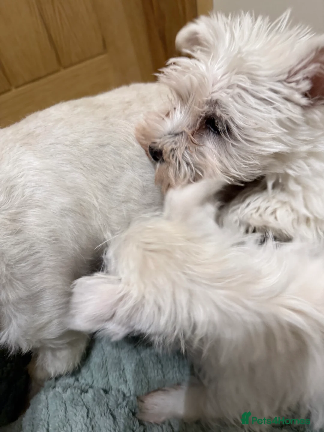 West Highland Terrier dogs for sale: Westies  - Advert 2