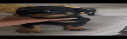 Rottweiler dogs for sale: Stunning litter of Rottweiler babies  - Advert 20