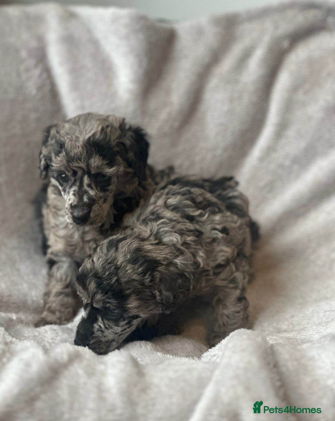 Miniature Poodle dogs for sale: Miniature poodle puppies  - Image 7