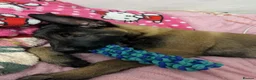 Belgian Shepherd Dog dogs for sale: 13 week old Malinois needs re homing - Advert 3